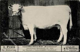 Landwirtschaft Land Shorthorn Kuh Kehrmesse Kraftfutter Maisarin Werbe AK I-II Paysans - Tentoonstellingen