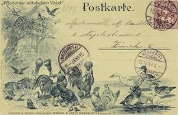 Geflügel Pflegt Die Nützlichen Vögel 1897 I-II - Other & Unclassified