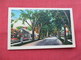 Famous Elms Of Yarmouth    Cape Cod  Massachusetts        -ref    3570 - Cape Cod