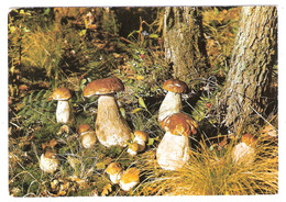 Champignons : Cueillette De Champignons Dans Nos Forêts - 2468 - Les Pyrénées - Mushrooms