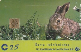 POLONIA. CHIP. Wiosna 2001, PRIMAVERA, FAUNA - CONEJOS. D-041. (073) - Rabbits