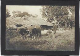 CPA Indochine Carte Photo RPPC Non Circulé - Vietnam