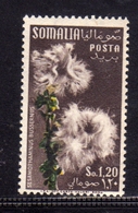 SOMALIA AFIS 1955 FIORI FLOWERS FLEURS FLORA SESAMOTHAMNUS BUSSERNUS SOMALI 1,20s MNH - Somalië (AFIS)
