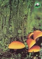 Mushroom - Champignon - Paddestoel - Pilz - Fungo - Cogumelo - Seta - Svamp - WWF Panda Logo - Fungus - Paddestoelen