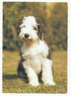 Old English Sheepdog(Bobtail) Puppy, Printed And Published In Hungary. - Cani