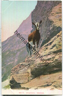 Chamois - Gemse - Verlag Wehrli AG Kilchberg Ca. 1905 - Domat/Ems