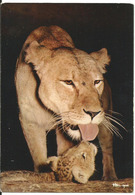 Lion, Afrique - Faune Africaine - Lionne Qui Lèche Son Petit - Löwen