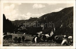 T2/T3 1940 Deménvölgy, Demanovska Dolina; Hegyi Szállás, Nyáj / Mountain Hotel, Flock Of Sheep (EK) - Non Classificati