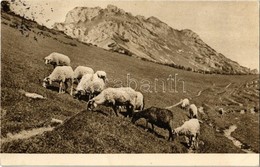 T2 Tátra, Vysoké Tatry; Legelő Juhok / Velikonocní Pozdrav! / Grazing Sheep - Non Classificati