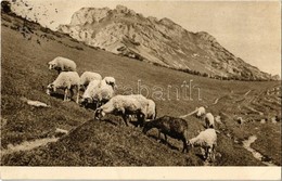 T2 Tátra, Vysoké Tatry; Legelő Juhok / Velikonocní Pozdrav! / Grazing Sheep - Zonder Classificatie