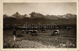 ** T2 Tátra, Vysoké Tatry; Legelő Tehenek / Mountain, Grazing Cows. Photo - Ohne Zuordnung