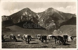 T2 1941 Tátra, Vysoké Tatry; Határ-hegy, Legelő Tehenek / Zdiarska Vidla / Mountain, Grazing Cows - Zonder Classificatie