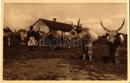 ** T1 Magyar ökrök / Hungarian Folklore, Oxen - Non Classés