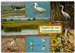 Vogelwelt Am Neusiedlersee, Austria, Used Postcard [23453] - Neusiedlerseeorte