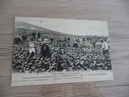 CPA 51 Marne Les Vendanges En Champagne Ay Maison Besserat De Bellefon Cueillette Et épluchage - Ay En Champagne