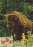 Nations Unies Genève Carte Maximum 1995 Bison 286 - Maximumkarten