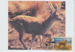 Nations Unies Genève Carte Maximum 2004 Cerf 495 - Cartes-maximum