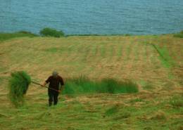 CPM - DONEGAL - Shaking The Hay' On The Coast Near KILLYBEGS   ... - Donegal