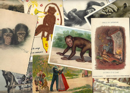 Lot 2088 De 10 CPA Singe Monkey Déstockage Pour Revendeurs Ou Collectionneurs - 5 - 99 Postcards