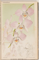 François Du BUYSSON - L'Orchidophile. Journal Des Amate - Ohne Zuordnung