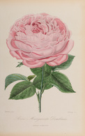 ROSES ET ROSIERS. Par Des Horticulteurs Et Des Amateurs - Non Classés