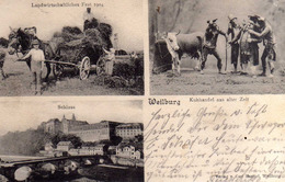 AK Weilburg Bei Limburg, Wetzlar  - Landwirtschaftl. Fest 1904 / Kuhhandel Aus Alter Zeit / Judaika -rar !!! - Weilburg