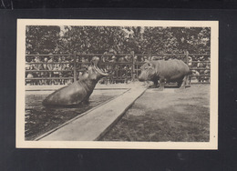 Österreich AK Flusspferd Wien Schönbrunn Menagerie - Hippopotames