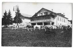 LE QUARTIER ??? (Suisse) Carte Photo Chalets Troupeau De Vaches - Other & Unclassified