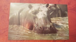 TANZANIA - Cheetah - Arusha National Park - Hippopotamuses