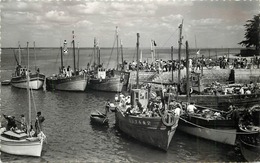 LOCTUDY - Le Port, Bateaux De Pêche. - Pêche