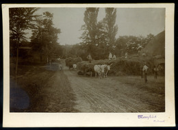 1910. Ca. " Kazlazás" érdekes Régi Fotó, Menyhárt, Budapest 18*13 Cm - Autres & Non Classés