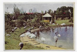 (RECTO / VERSO) ALPHEN AAN DEN RIJN EN 1954 - VOGELPARK AVIFAUNA - BEAU TIMBRE ET CACHET - CPSM GF VOYAGEE - Alphen A/d Rijn