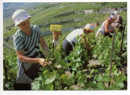 EPESSES (Distrikt Lavaux-Oron) Viticulture Weinbau Weinlese - Épesses