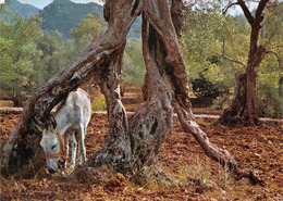 Mallorca âne Olivier Thème Arbres Arbre Bois - Mallorca