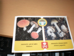 Amanita Muscaria, Amanita Phalloides - Funghi
