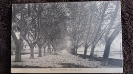 CPA BOURG SAINT ANDEOL ARDECHE QUAI DU MIDI COLL RENE VINCENTI ARBRE - Bourg-Saint-Andéol