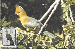 RSA (South Africa ) - Maximum Card - 1990 -  Knysna Turaco    Tauraco Corythaix - Cuckoos & Turacos