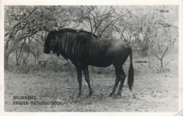 AFRIQUE DU SUD  KRUGER NATIONAL PARK   GNOU - Afrique Du Sud