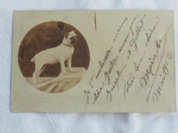 Dog   Stamp 1903   A 203 - Honden