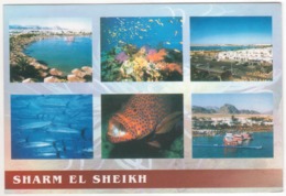 °°° 13982 - EGYPT - SHARM EL SHEIKH - 2005 With Stamps °°° - Sharm El Sheikh
