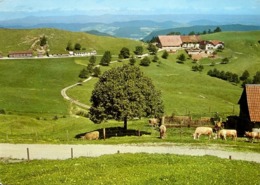 EPTINGEN Landwirtschaft Berghaus Ober-Bölchen Geschwister Häring Kühe Stempel Berghaus - Eptingen