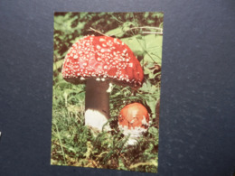 19982) AMANITA MUSCARIA NON VIAGGIATA - Funghi