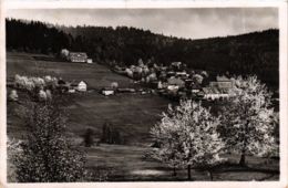 CPA AK Zwiesel Rabenstein, Wald Im Fruhling GERMANY (892068) - Zwiesel