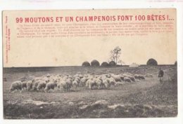 CPA  - 99 Moutons Et Un Champenois Font 100 Bêtes    -  Achat Immédiat à Prix Fixe - Taureaux