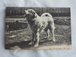 Chien Des Pyrenees Dog Stamp 1910   A 204 - Honden