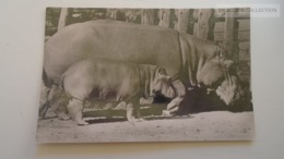 D167686 Hungary ZOO Budapest - Hippopotamuses - Hippo - Hippopotame Nilpferd - Hippopotamuses