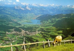 RIGI Kuh Ausblick Von Rigi-Kulm Gegen Lauerzersee Goldau Und Mythen - Lauerz