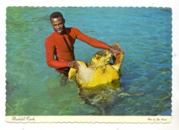SCHILDKRÖTE / Turtle / Tortue / Zeeschildpad, Hawksbill Turtle, Bahamas 1979 - Tortues