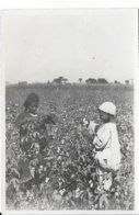 Cotton Museum - Royal Agricultural Society - Musées