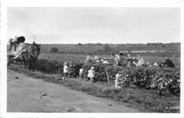 37-VOUVRAY-LES-VINS- LES VENDANGES - Vouvray